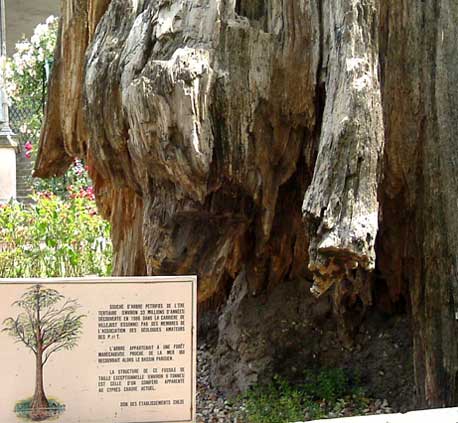 33 million year-old petrified tree